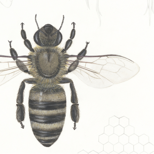 Bee
