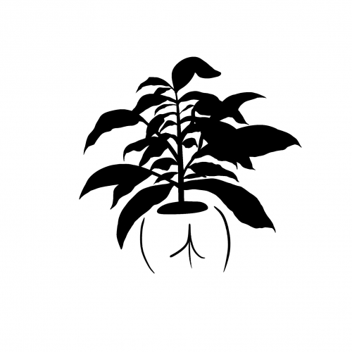 PLANT (BUTT) POT