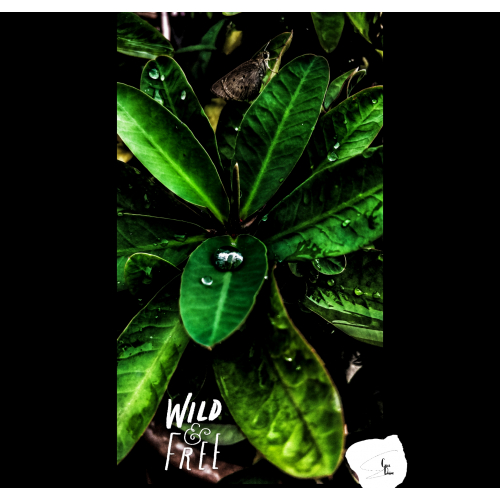 Wild n Free