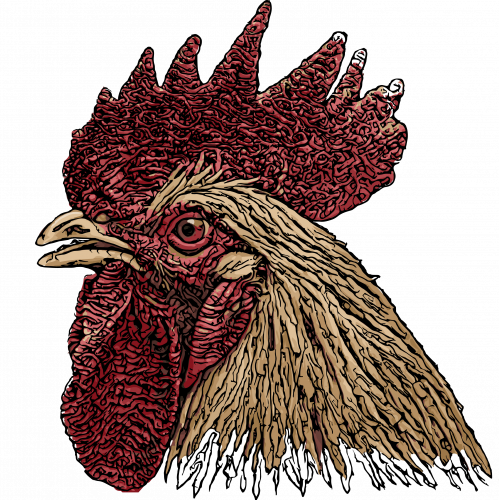 rooster head illustration thumb