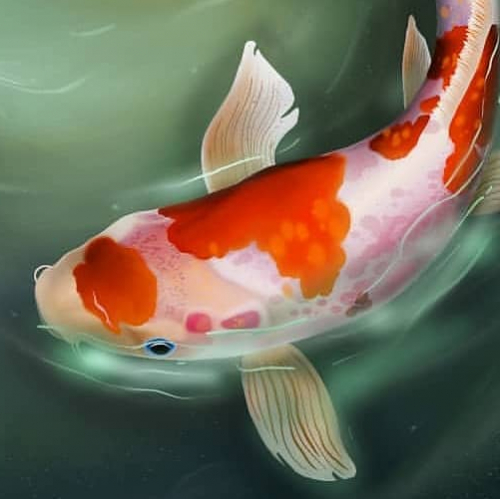 Coy Koi