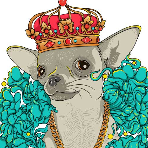 chihuahua the king