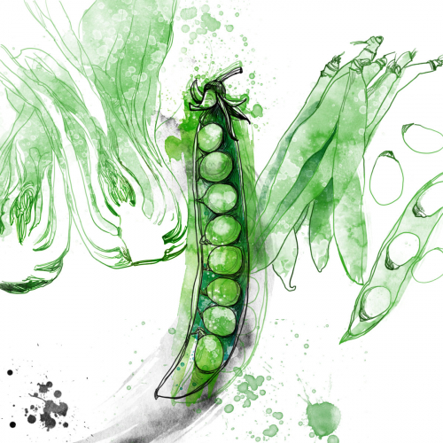 Food illustration #2