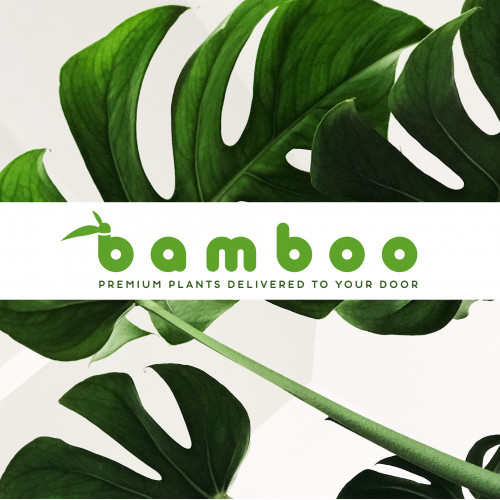 Bamboo - On-line plant delivery service. thumb