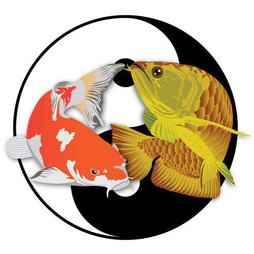 YinYang Koi   Arowana