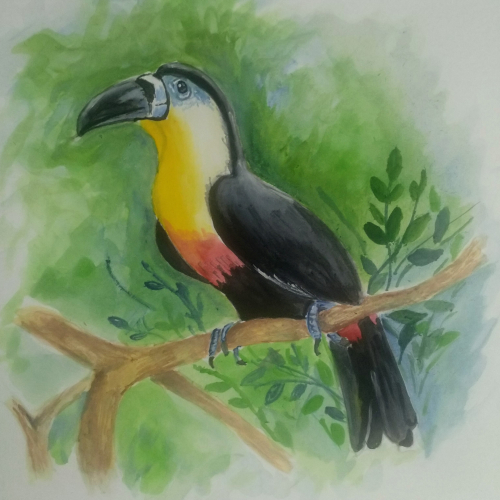 Hornbill
