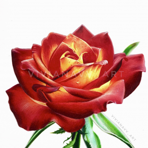 Red Rose