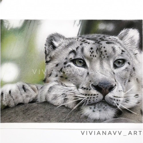 Snow Leopard