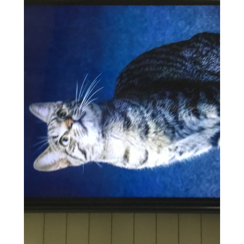 CUTE CAT